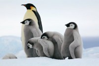 a8-antarctica-emperor-penguins-chicks-curious.jpg